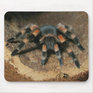 Mexikanisches Rotknie-Tarantula-Spinnenkeule Mousepad