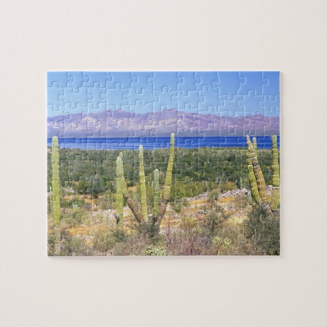 Mexiko, Baja California Sur, Cardon Cactus (Horizontal)
