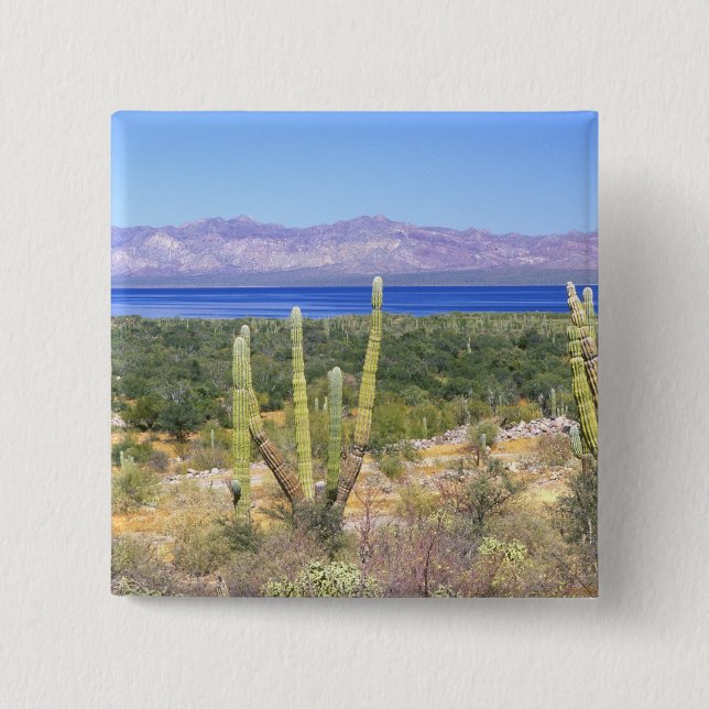 Mexiko, Baja California Sur, Cardon Cactus Button (Vorderseite)