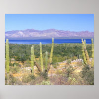 Mexiko, Baja California Sur, Cardon Cactus