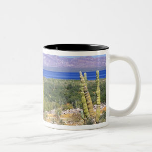 Mexiko, Baja California Sur, Cardon Cactus Zweifarbige Tasse