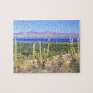 Mexiko, Baja California Sur, Cardon-Kaktus bei
