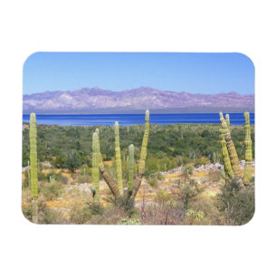 Mexiko, Baja California Sur, Cardon-Kaktus bei Magnet