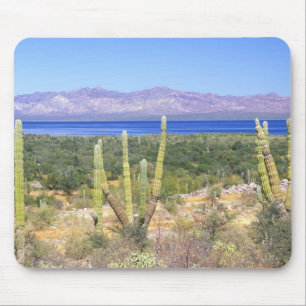 Mexiko, Baja California Sur, Cardon-Kaktus bei Mousepad