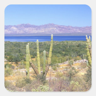 Mexiko, Baja California Sur, Cardon-Kaktus bei Quadratischer Aufkleber