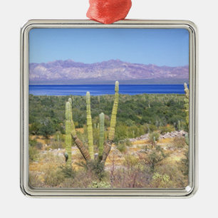 Mexiko, Baja California Sur, Cardon-Kaktus bei Silbernes Ornament