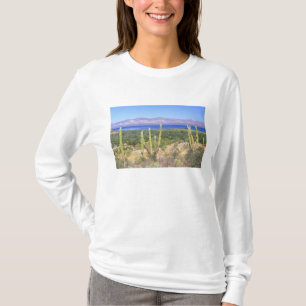 Mexiko, Baja California Sur, Cardon-Kaktus bei T-Shirt