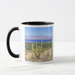 Mexiko, Baja California Sur, Cardon-Kaktus bei Tasse