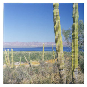 Mexiko, Baja California Sur, Mulege, Bahia Fliese