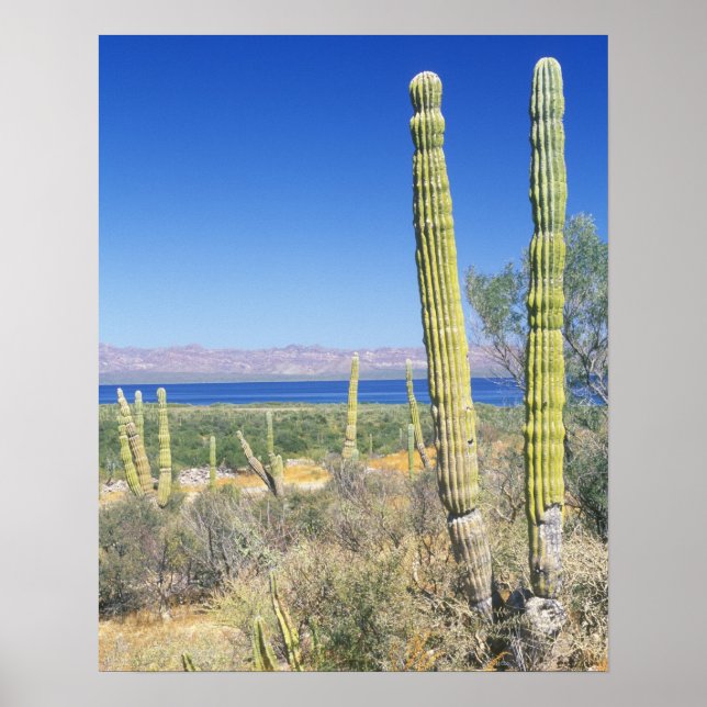Mexiko, Baja California Sur, Mulege, Bahia Poster (Vorne)
