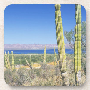 Mexiko, Baja California Sur, Mulege, Bahia Untersetzer