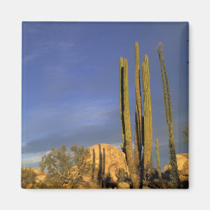 Mexiko, Baja del Norte, Catavina-Wüsten-National Magnet