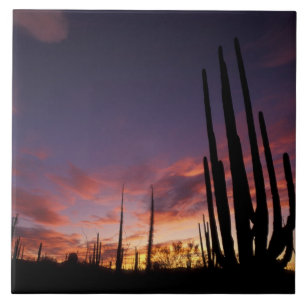 Mexiko, Baja del Norte, Catavina-Wüsten-Nationalpa Fliese