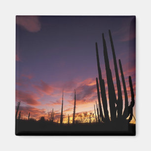 Mexiko, Baja del Norte, Catavina-Wüsten-Nationalpa Magnet