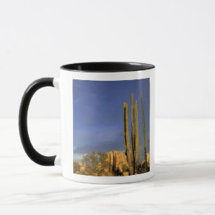 Mexiko, Baja del Norte, Wüstenstaat Catavina Tasse