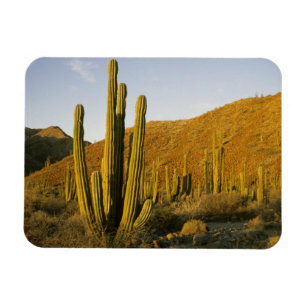 Mexiko, Baja, Santa Catalina Insel, Meer von Magnet