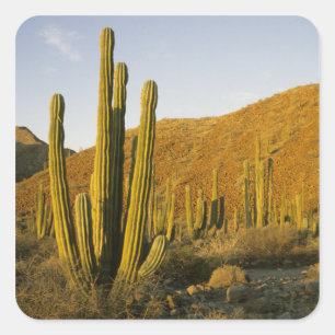 Mexiko, Baja, Santa Catalina Insel, Meer von Quadratischer Aufkleber