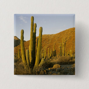 Mexiko, Baja, Santa Catalina Island, Meer Button