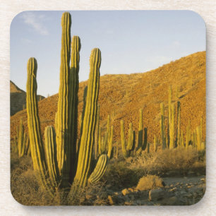 Mexiko, Baja, Santa Catalina Island, Meer Getränkeuntersetzer