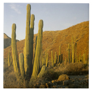 Mexiko, Baja, Santa Catalina Island, Meer von Fliese