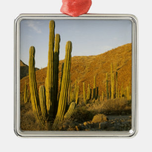 Mexiko, Baja, Santa Catalina Island, Meer von Silbernes Ornament