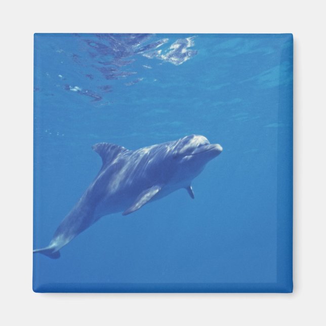 Mexiko, Cozumel. Bottlenosed Dolphin Magnet (Vorne)