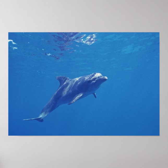 Mexiko, Cozumel. Bottlenosed Dolphin Poster (Vorne)