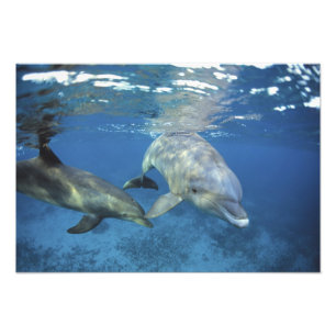 Mexiko, Cozumel. Dolphin Bottlenosed, Tursiops Fotodruck