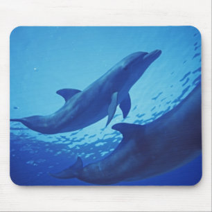 Mexiko, Cozumel. Dolphin Bottlenosed, Tursiops Mousepad