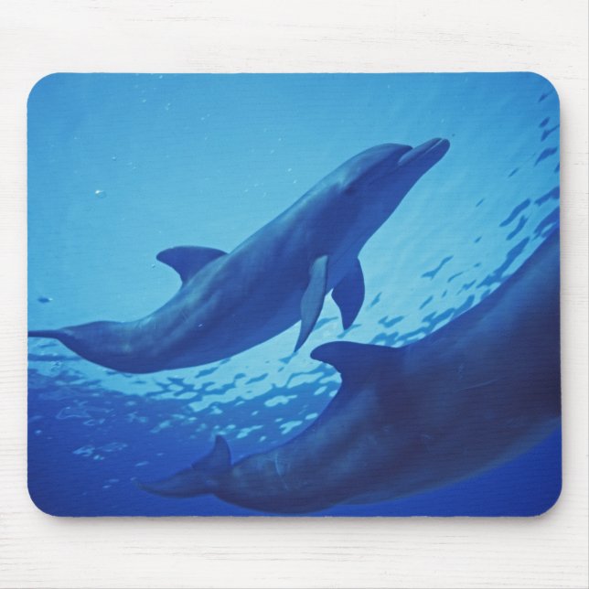 Mexiko, Cozumel. Dolphin Bottlenosed, Tursiops Mousepad (Vorne)