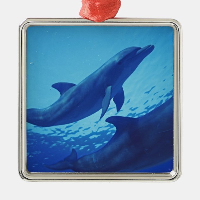 Mexiko, Cozumel. Dolphin Bottlenosed, Tursiops Ornament Aus Metall (Vorne)