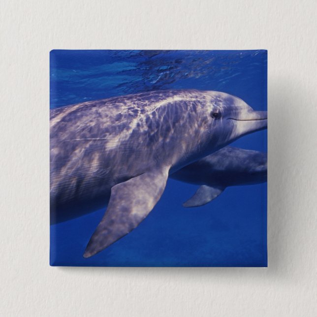 Mexiko, Cozumel. Dolphin in Flaschen, Tursiops 2 Button (Vorderseite)