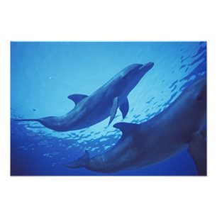 Mexiko, Cozumel. Dolphin in Flaschen, Tursiops 2 Fotodruck