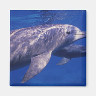Mexiko, Cozumel. Dolphin in Flaschen, Tursiops 2 Magnet