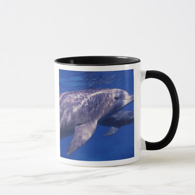 Mexiko, Cozumel. Dolphin in Flaschen, Tursiops 2 Tasse (Rechts)