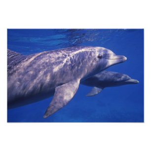 Mexiko, Cozumel. Dolphin in Flaschen, Tursiops 3 Fotodruck