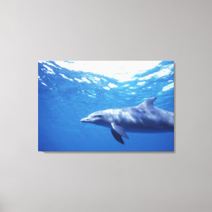 Mexiko, Cozumel. Dolphin in Flaschen, Tursiops 3 Leinwanddruck
