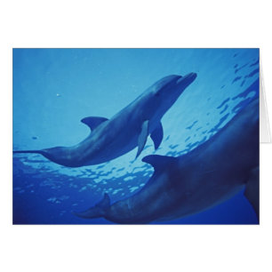 Mexiko, Cozumel. Großer Tümmler, Tursiops