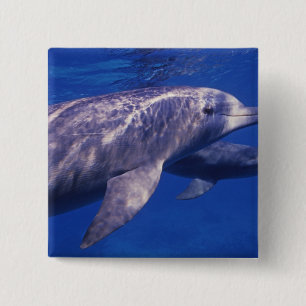 Mexiko, Cozumel. Großer Tümmler, Tursiops 2 Button