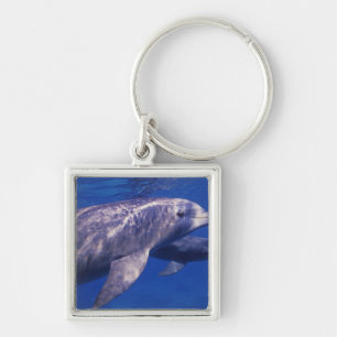 Mexiko, Cozumel. Großer Tümmler, Tursiops 2 Schlüsselanhänger
