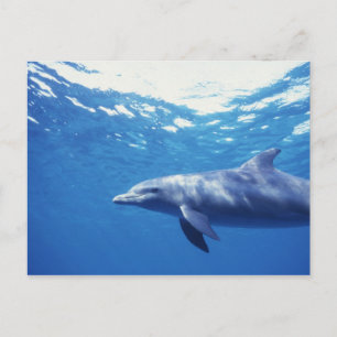 Mexiko, Cozumel. Großer Tümmler, Tursiops 3 Postkarte