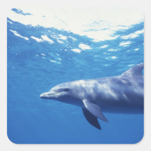 Mexiko, Cozumel. Großer Tümmler, Tursiops 3 Quadratischer Aufkleber