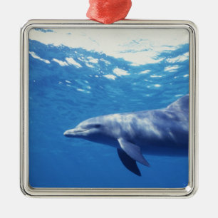 Mexiko, Cozumel. Großer Tümmler, Tursiops 3 Silbernes Ornament