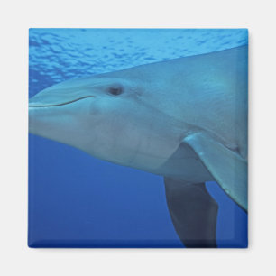 Mexiko, Cozumel. Großer Tümmler, Tursiops 4 Magnet