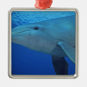 Mexiko, Cozumel. Großer Tümmler, Tursiops 4 Silbernes Ornament