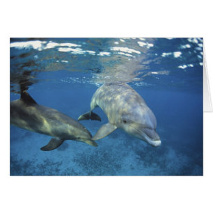 Mexiko, Cozumel. Großer Tümmler, Tursiops 5