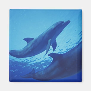 Mexiko, Cozumel. Großer Tümmler, Tursiops Magnet