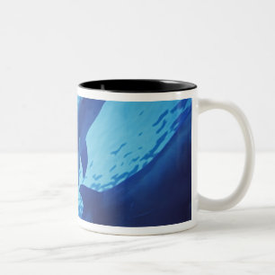 Mexiko, Cozumel. Großer Tümmler, Tursiops Zweifarbige Tasse