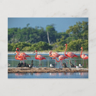 Mexiko Rio Lagartos Postkarte