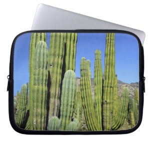 Mexiko, Sonora, San Carlos. Saguaro & Organ Pipe Laptopschutzhülle
